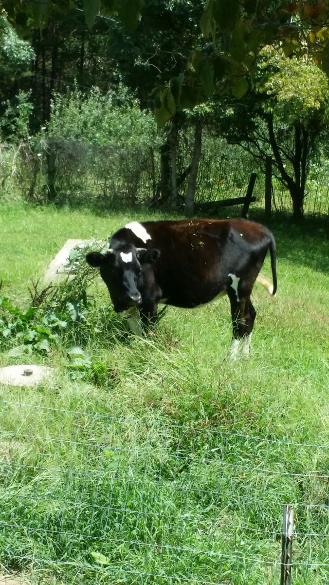 20140824_132531.jpg image