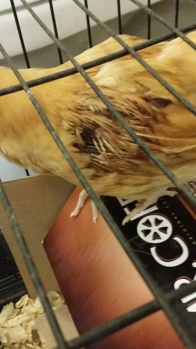 20150618_114207.jpg image