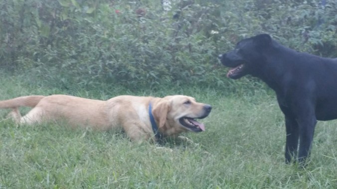 20150916_183738.jpg image